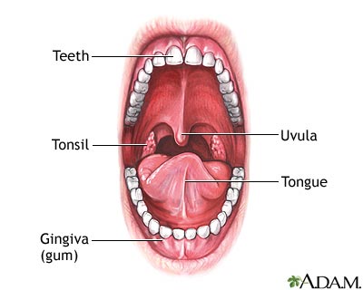 Oral anatomy