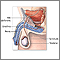 Vasectomy - series - Normal anatomy