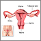 Birth control pill - series - Normal female anatomy