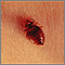 Bedbug - close-up