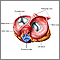 Heart valves - superior view