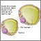 Lipocytes (fat cells)