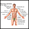 Anatomical landmarks adult - front
