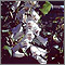 Foxglove (Digitalis purpurea)