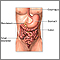 Lower digestive anatomy