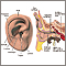 External and internal ear