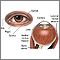 External and internal eye anatomy