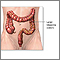 Large intestine anatomy