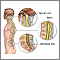 Spinal anatomy