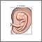 Fetus at 7.5 weeks