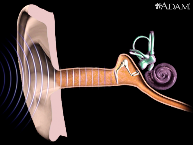 Hearing and the cochlea - Health Video: MedlinePlus Medical Encyclopedia