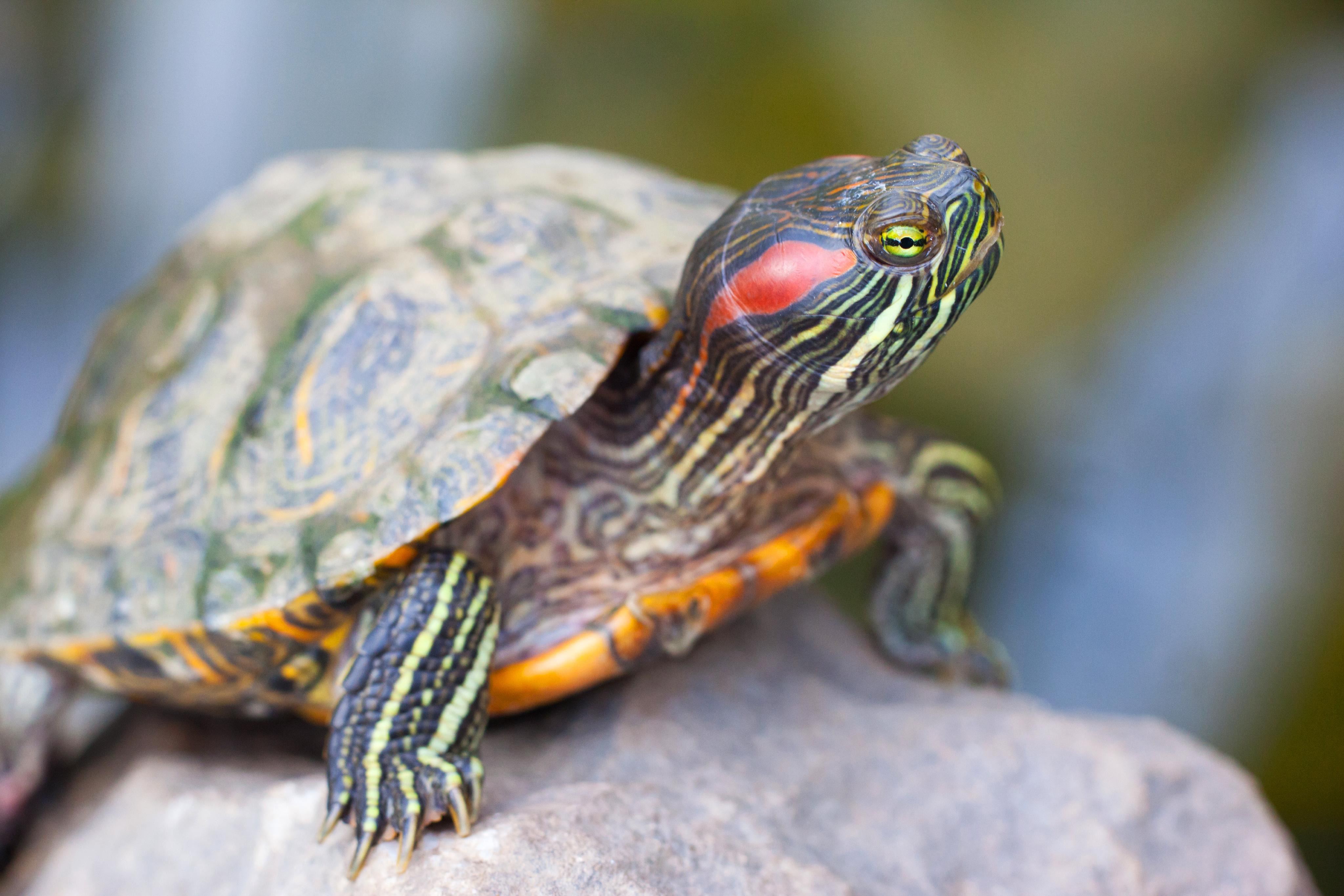 Сколько лет живут красноухие. Красноухая черепаха. Красноухая Пресноводная черепаха. Красноухие Черепашки. Черепаха красноухая черепаха.