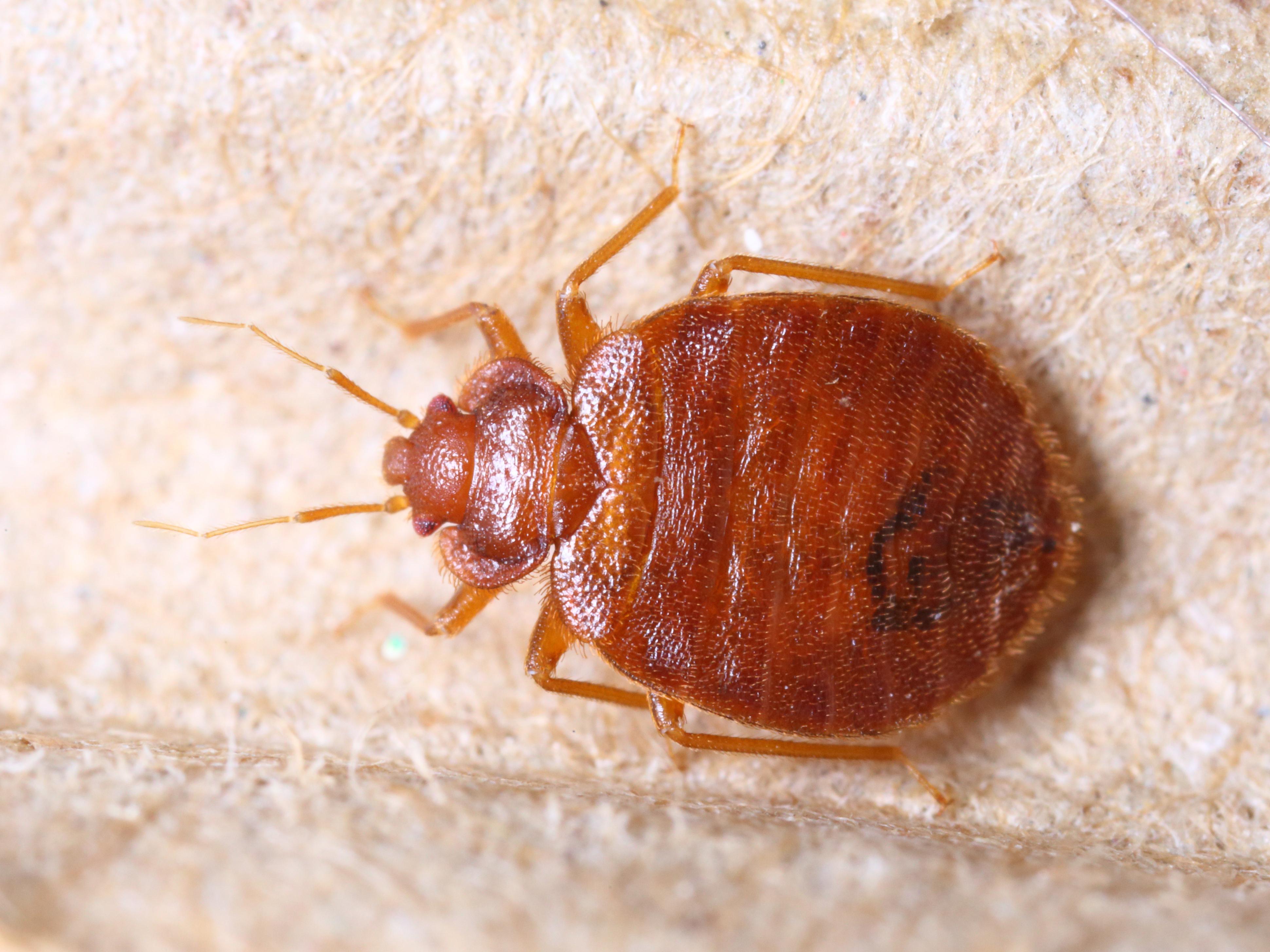 Can Bed Bug Traps Get Rid of Bed Bug Infestation?