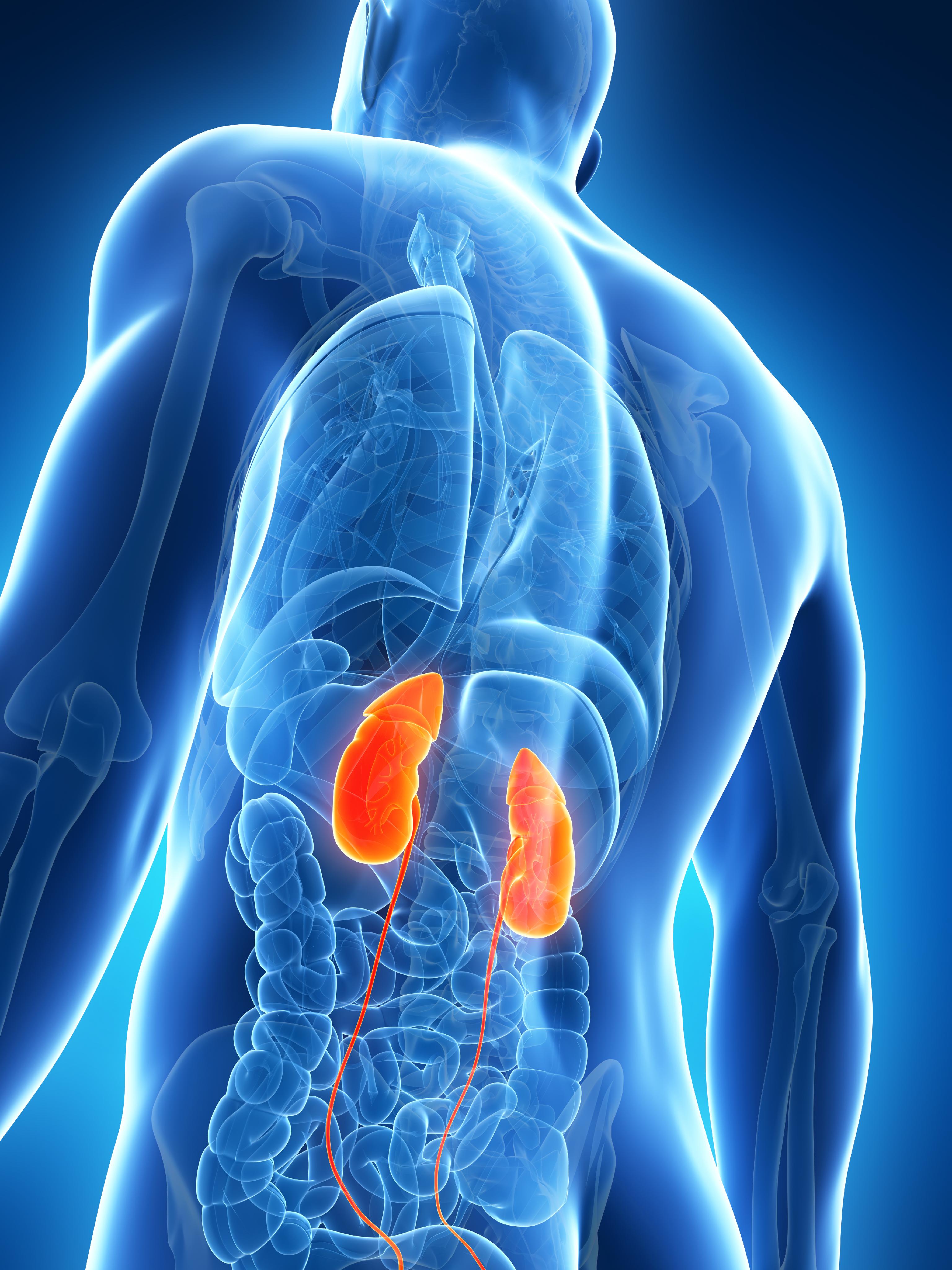 Chronic Kidney Disease Kidney Disease CKD Medlineplus