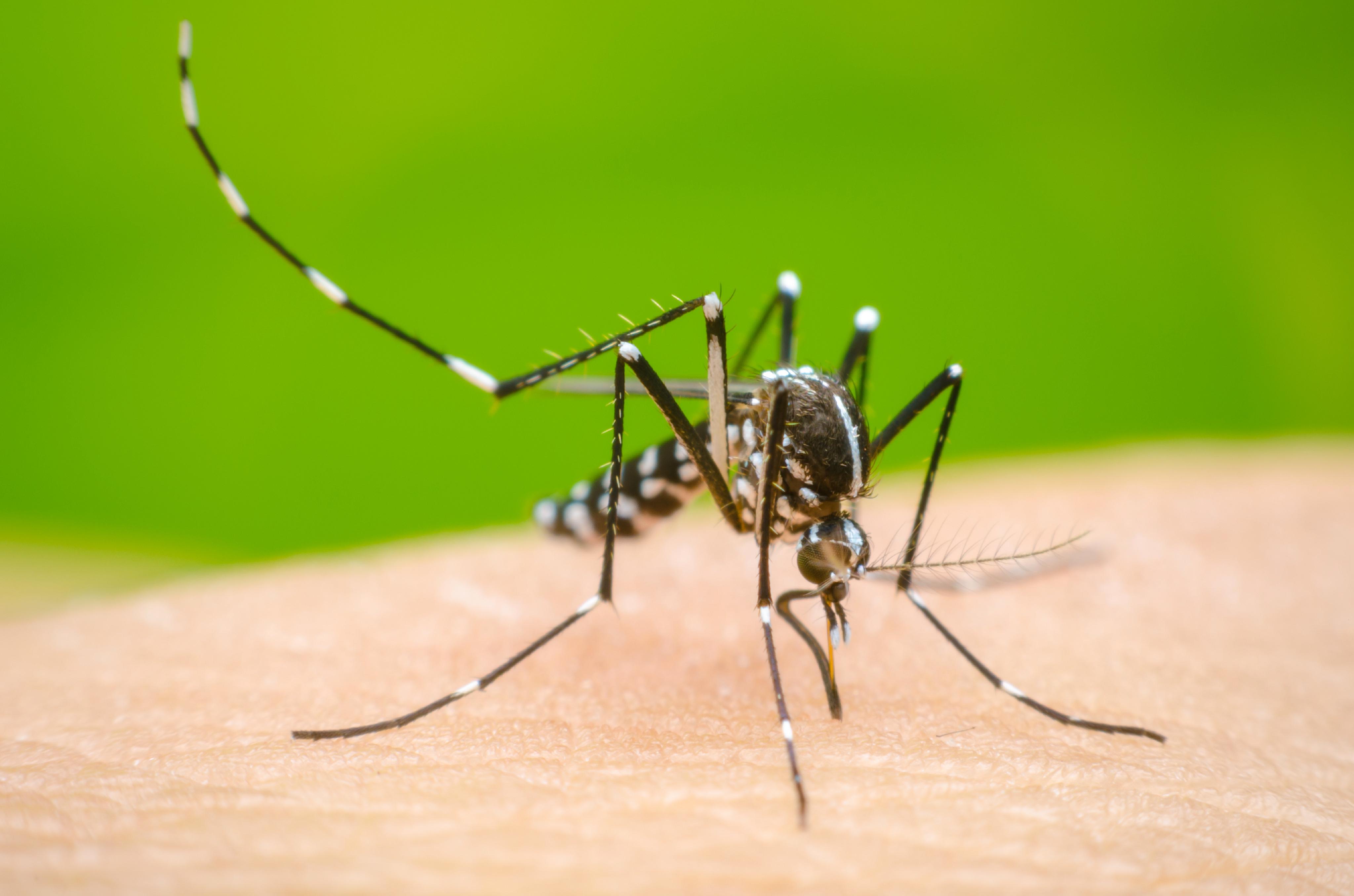 Se reportan fallecidos por dengue en Guatemala (síntomas y cómo prevenirlo)