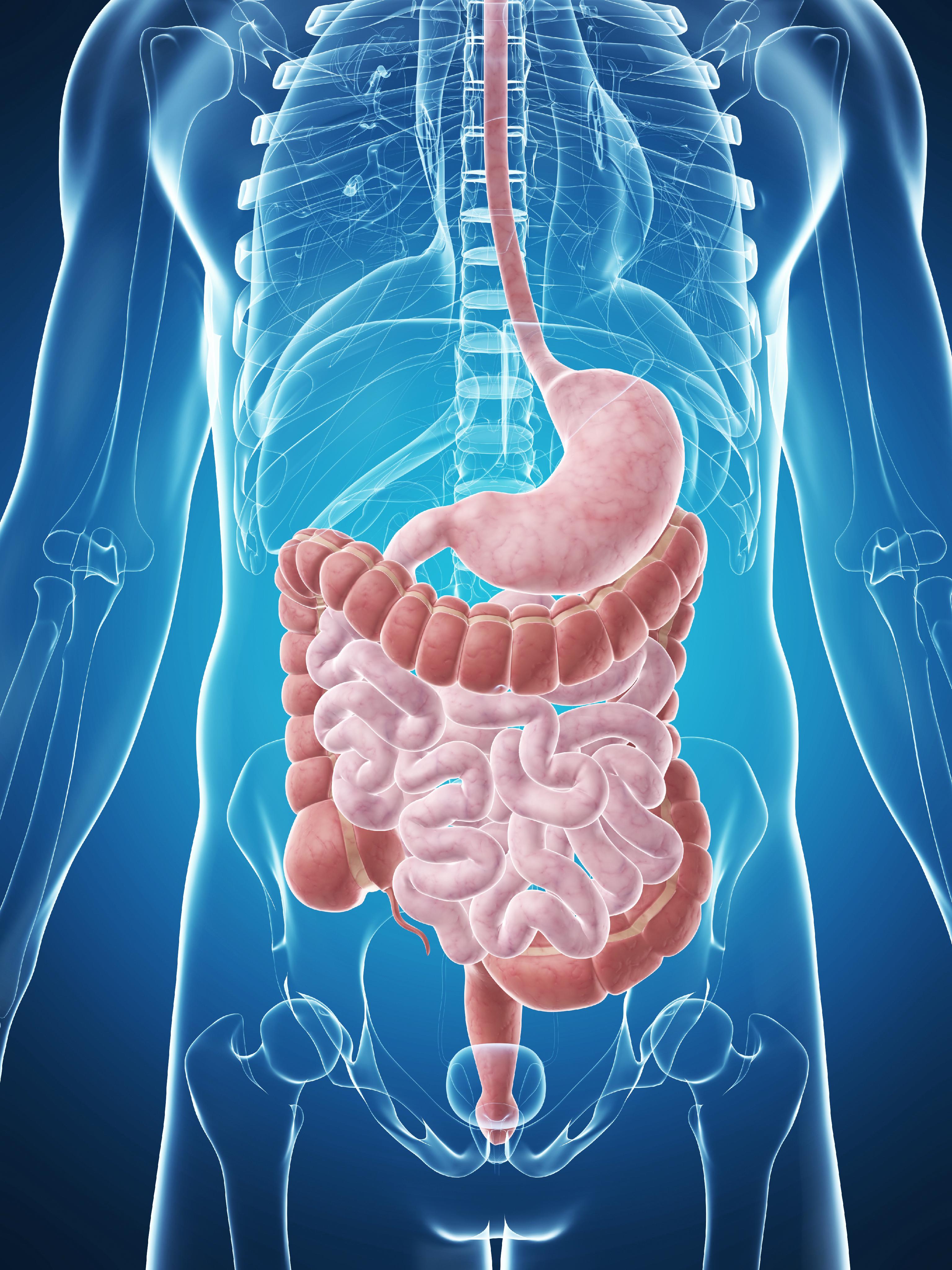 Enfermedades del sistema digestivo: MedlinePlus en español