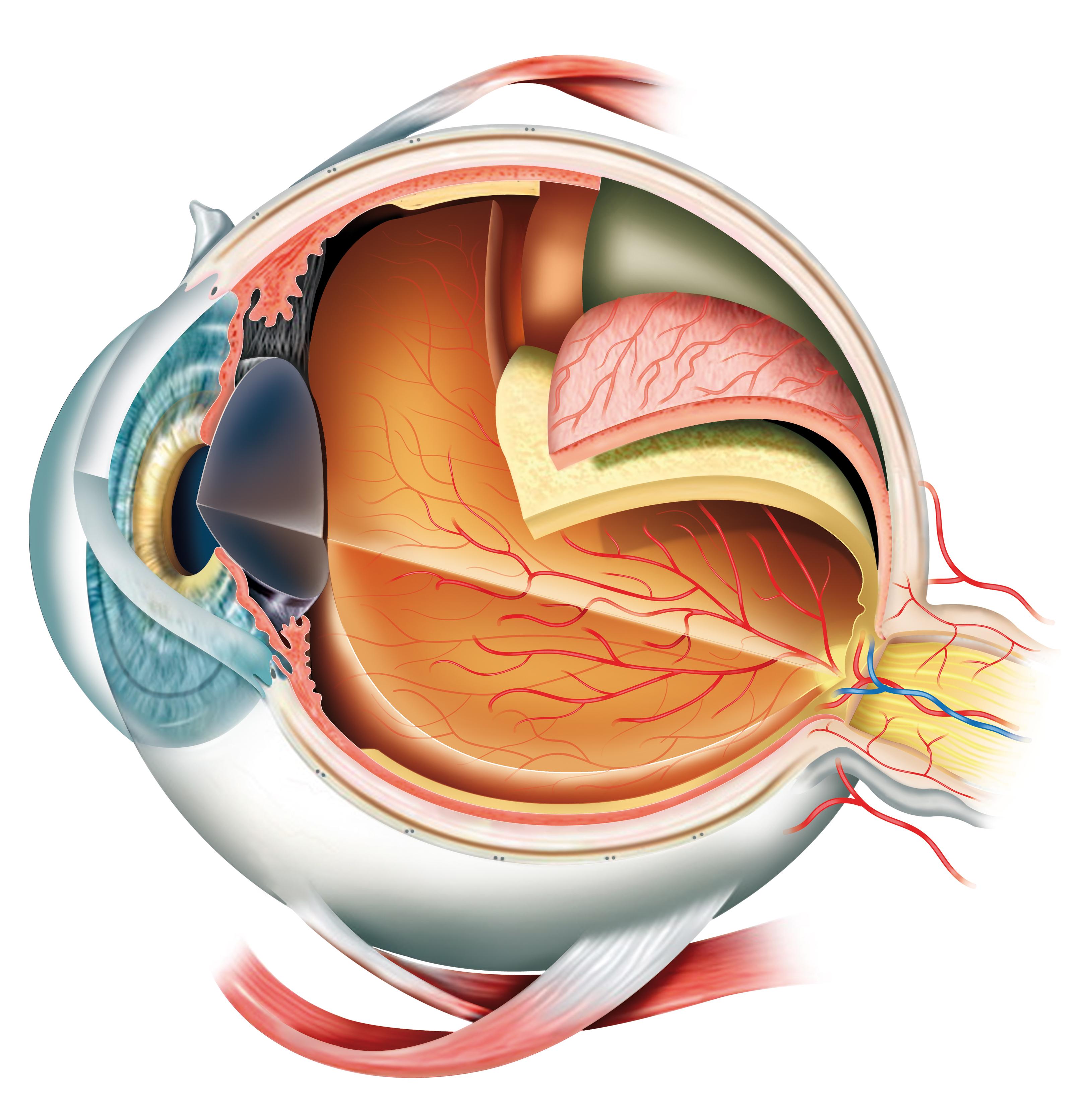 How the Eyes Work  National Eye Institute