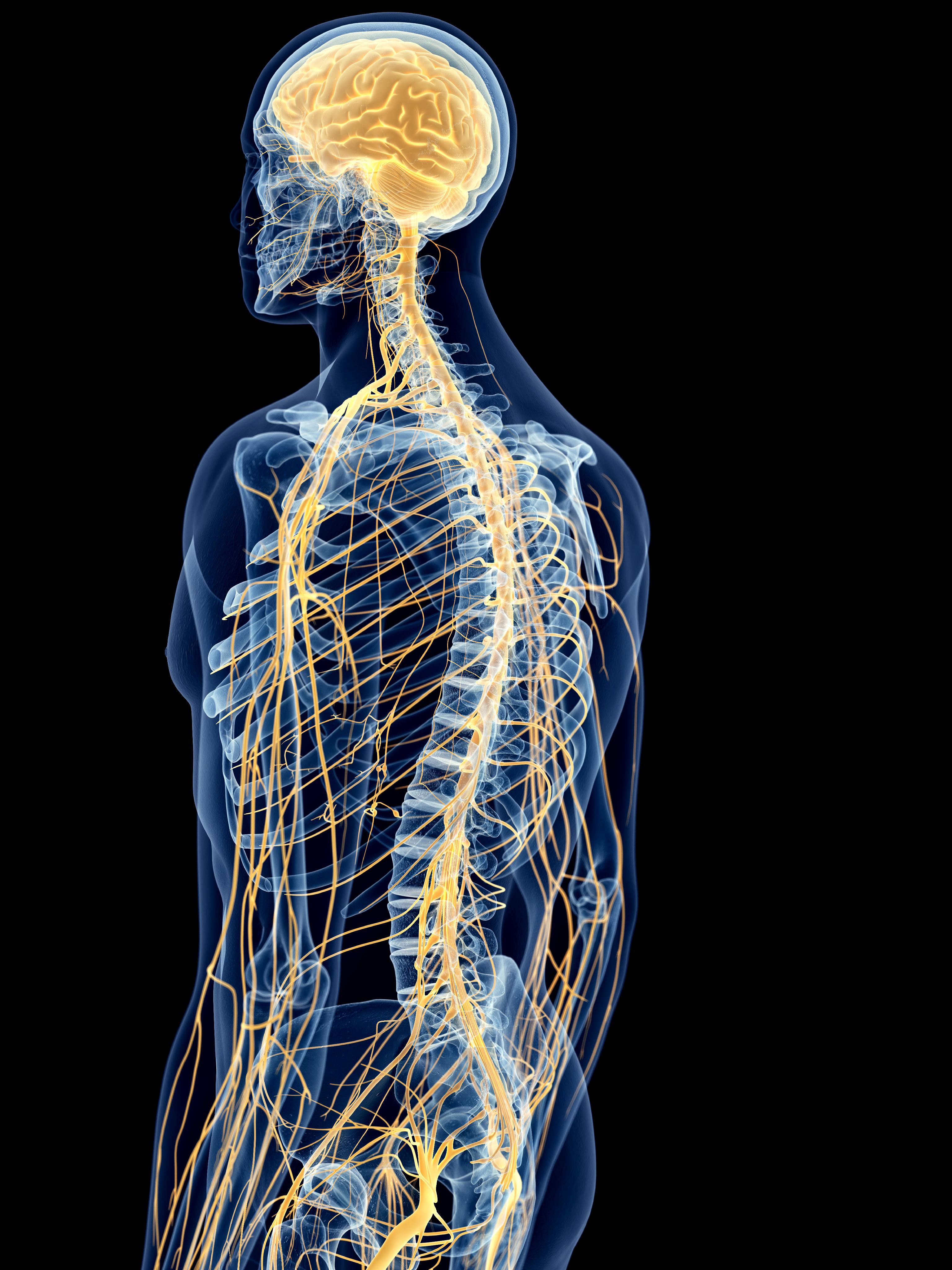 Spinal brain. Нервная система. Нервная система человека. Мозг и нервная система. Нервная система позвоночника человека.