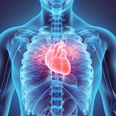 Valvular Heart Disease | Heart Valve Disease | MedlinePlus
