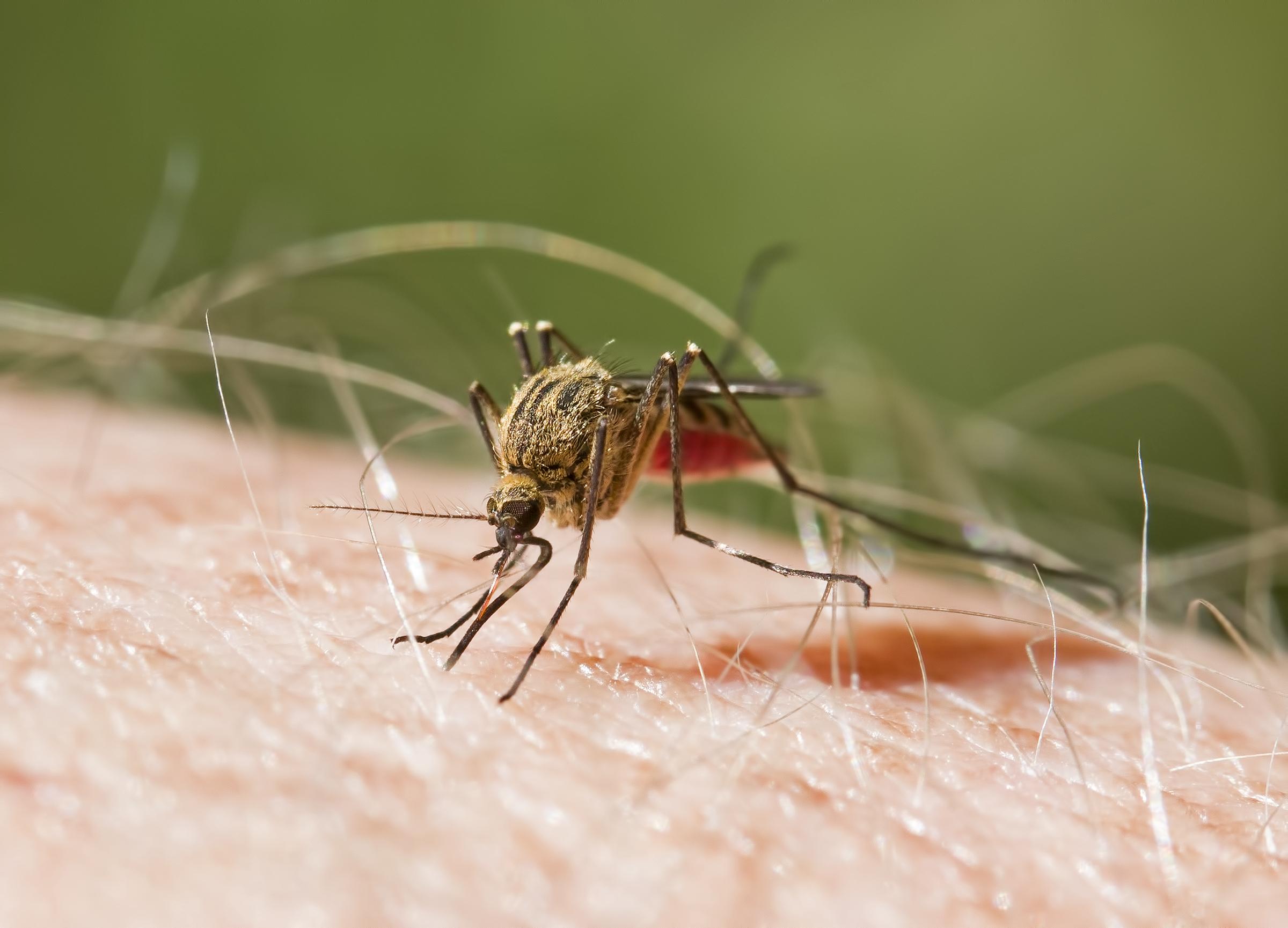Малярией можно заразиться. Малярия комар. Малярийный комар ужалил. Малярийный комар фото.