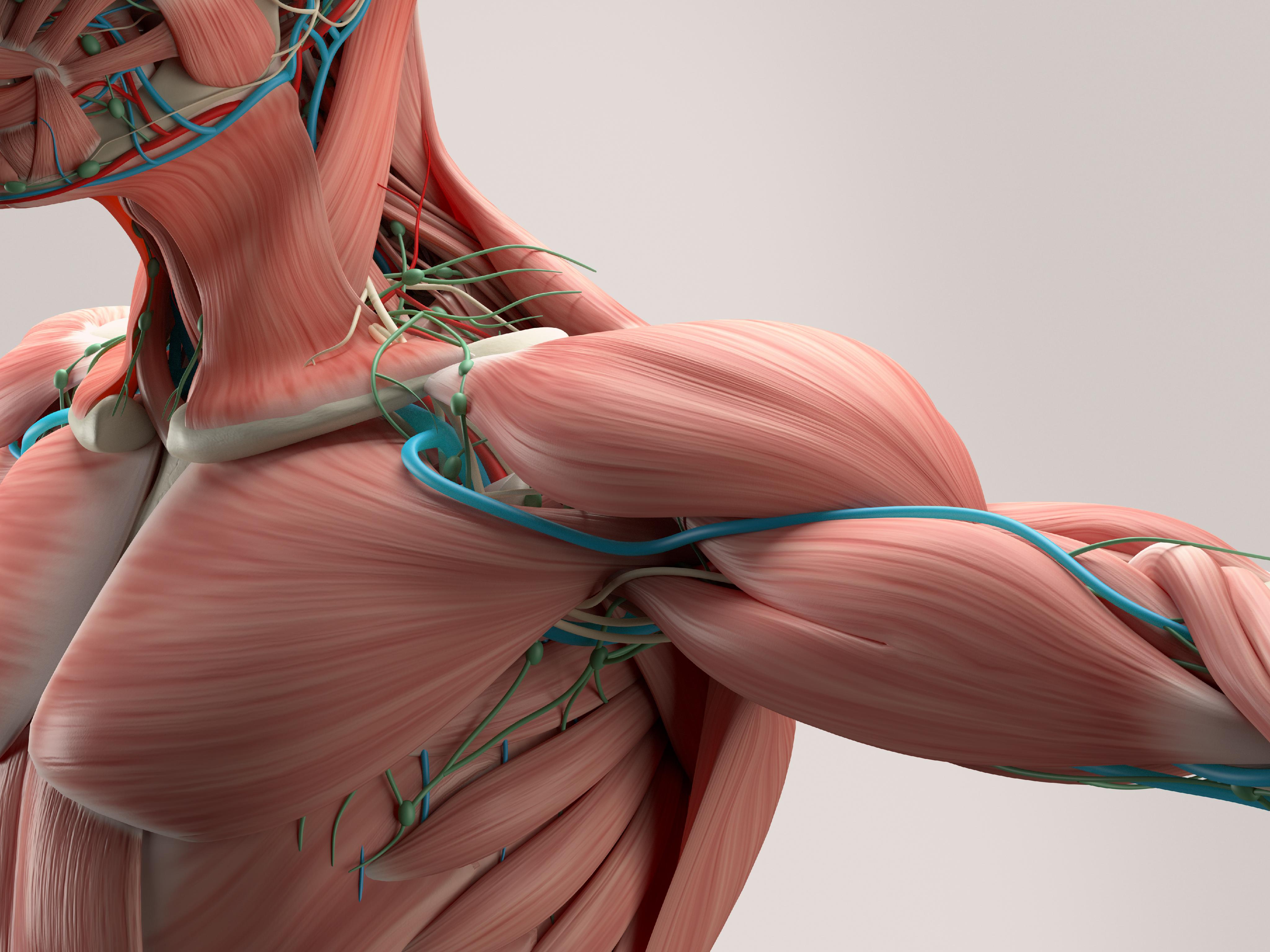 The Muscular System: How We Move Around