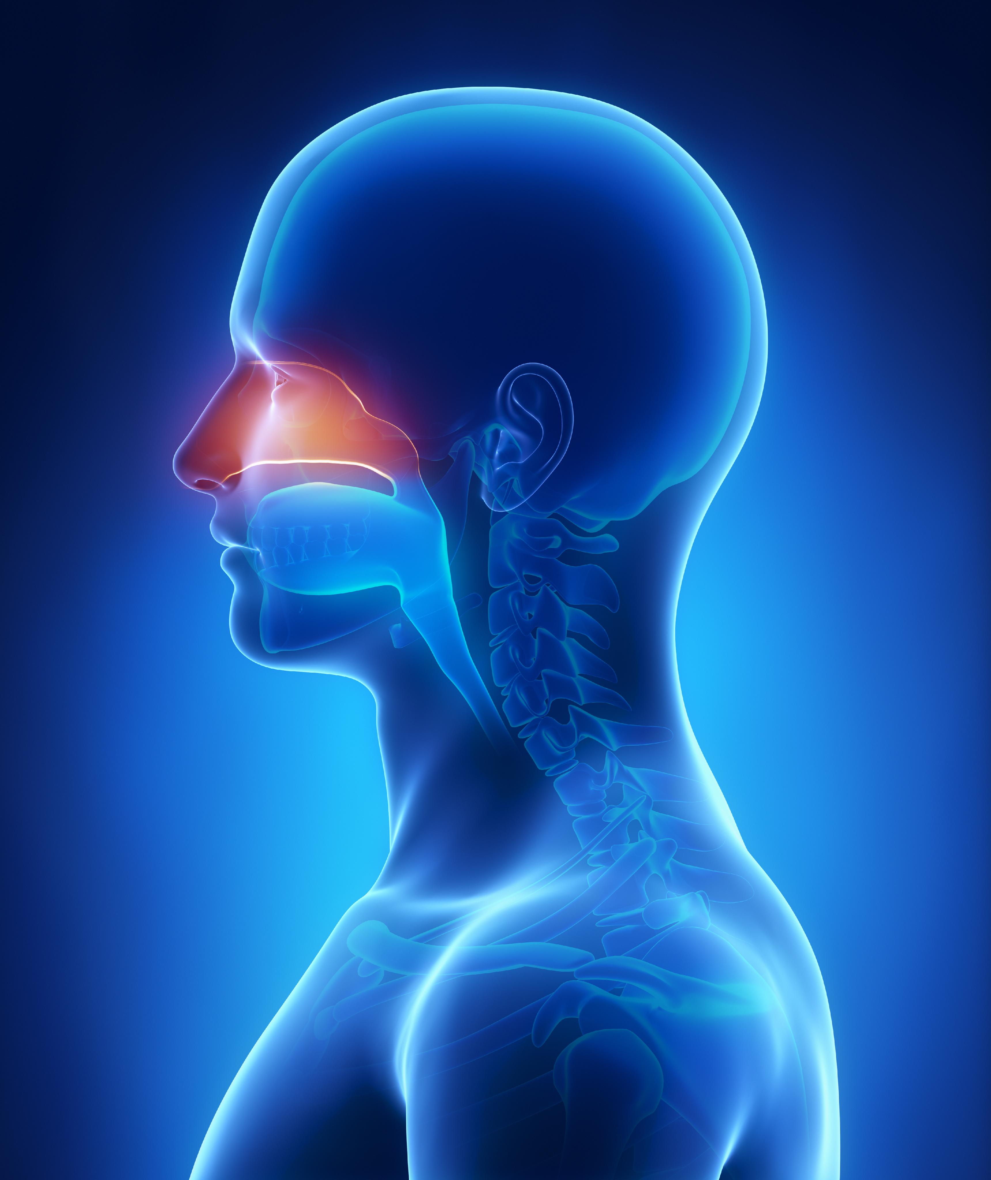 Nasal Cancer | Paranasal Sinuses | MedlinePlus