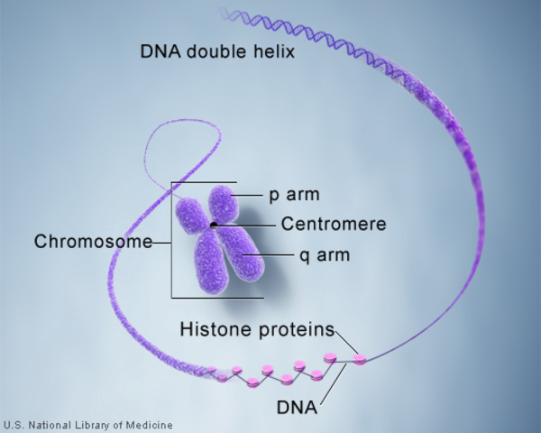 diagram of chromosome with gene