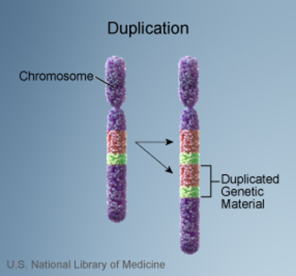 Pueden cambios en la estructura de los cromosomas afectar la salud y el  desarrollo?: MedlinePlus Genetics