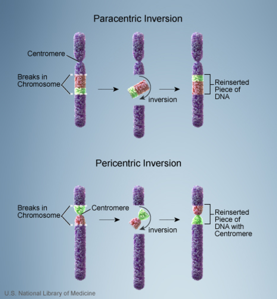 Two Types Of Chromosomal Abnormalities