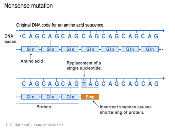 which type of mutation always creates a stop codon