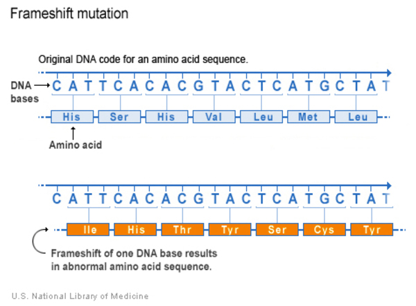 change nucleotide numbering in gene construction kit