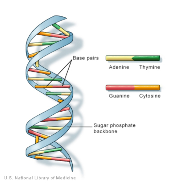 DNA is made up of base pairs and a sugar phosphate backbone.