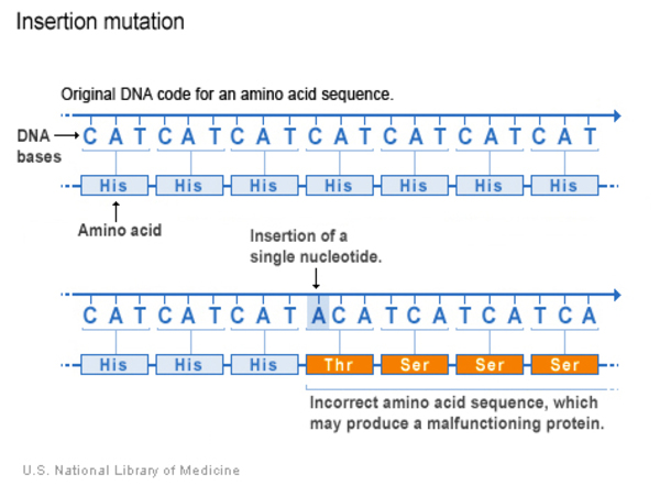 gene dna sequence