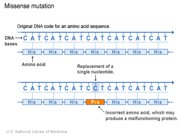 What Kinds Of Gene Variants Are Possible Medlineplus Genetics