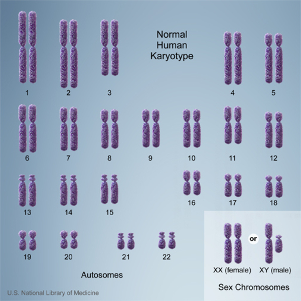 Chromosomes In A Human Cell