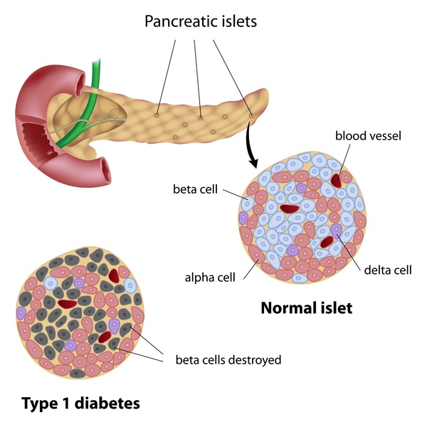 pancreas function in diabetes