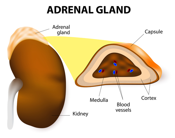 adrenal glands hormone and the tissues affected by it
