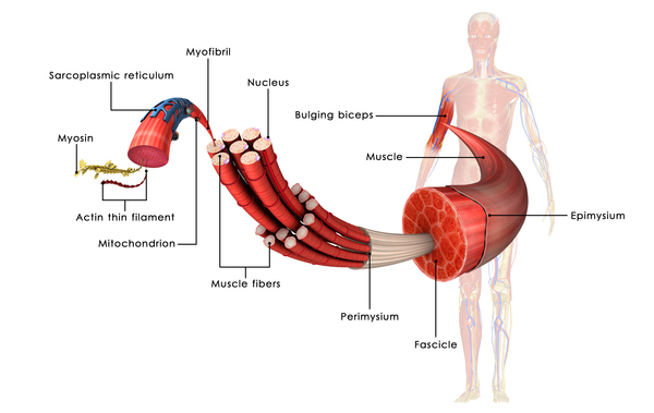 Myostatin Related Muscle Hypertrophy Medlineplus Genetics