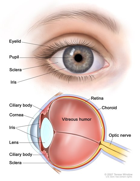 El dibujo de dos paneles muestra el exterior y el interior del ojo. El panel superior muestra el exterior del ojo, incluyendo el párpado, la pupila, la esclerótica y el iris; el panel inferior muestra el interior del ojo, incluyendo la córnea, el cristalino, el cuerpo ciliar, la retina, la coroides, el nervio óptico y el humor vítreo.