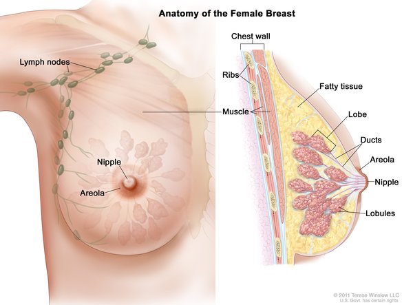 Normal female breast anatomy: MedlinePlus Medical Encyclopedia Image