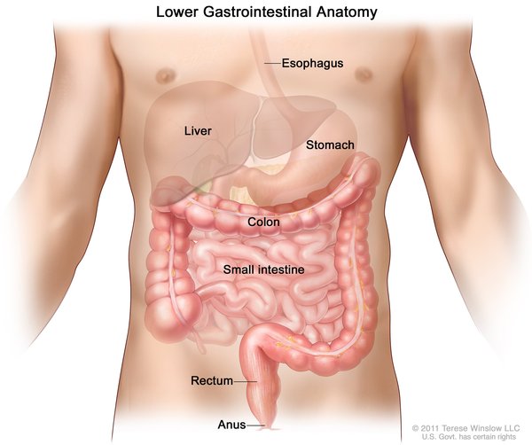 Large intestine (colon): MedlinePlus Medical Encyclopedia Image