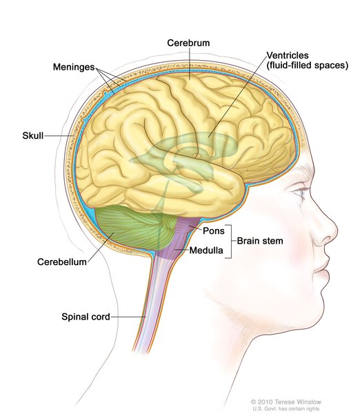 Anatomy of the brain, showing the cerebrum, cerebellum, brain stem, and other parts of the brain.