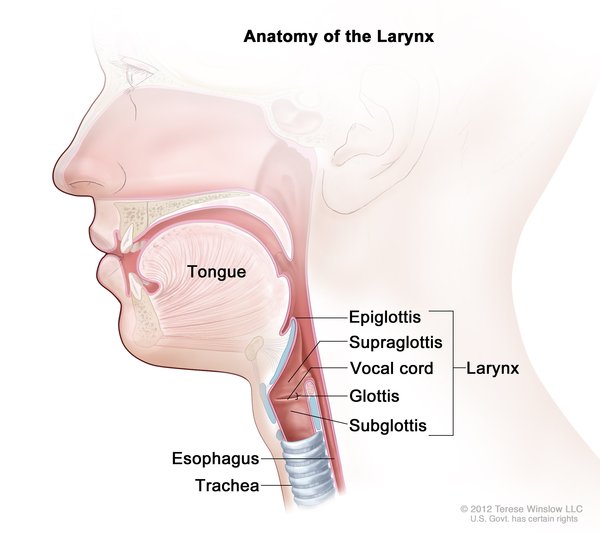 trachea esophagus anatomy