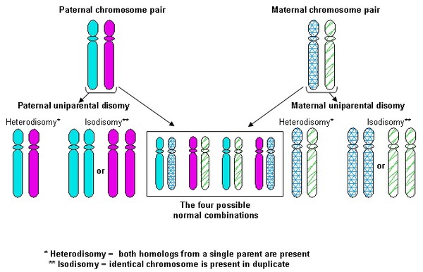 angelman syndrome chromosome