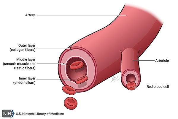 High blood pressure tests: MedlinePlus Medical Encyclopedia Image