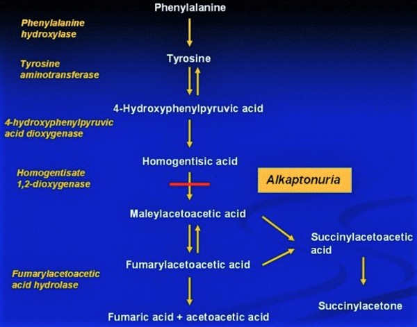The metabolic pathway affected in alkaptonuria. Alkaptonuria is characterized by deficiency of homogentisate 1,2-dioxygenase, which converts homogentisic acid (HGA) to maleylacetoacetic acid.