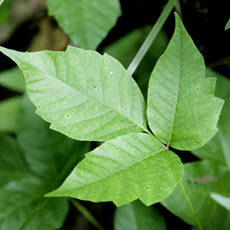 Poison Ivy, Oak, and Sumac