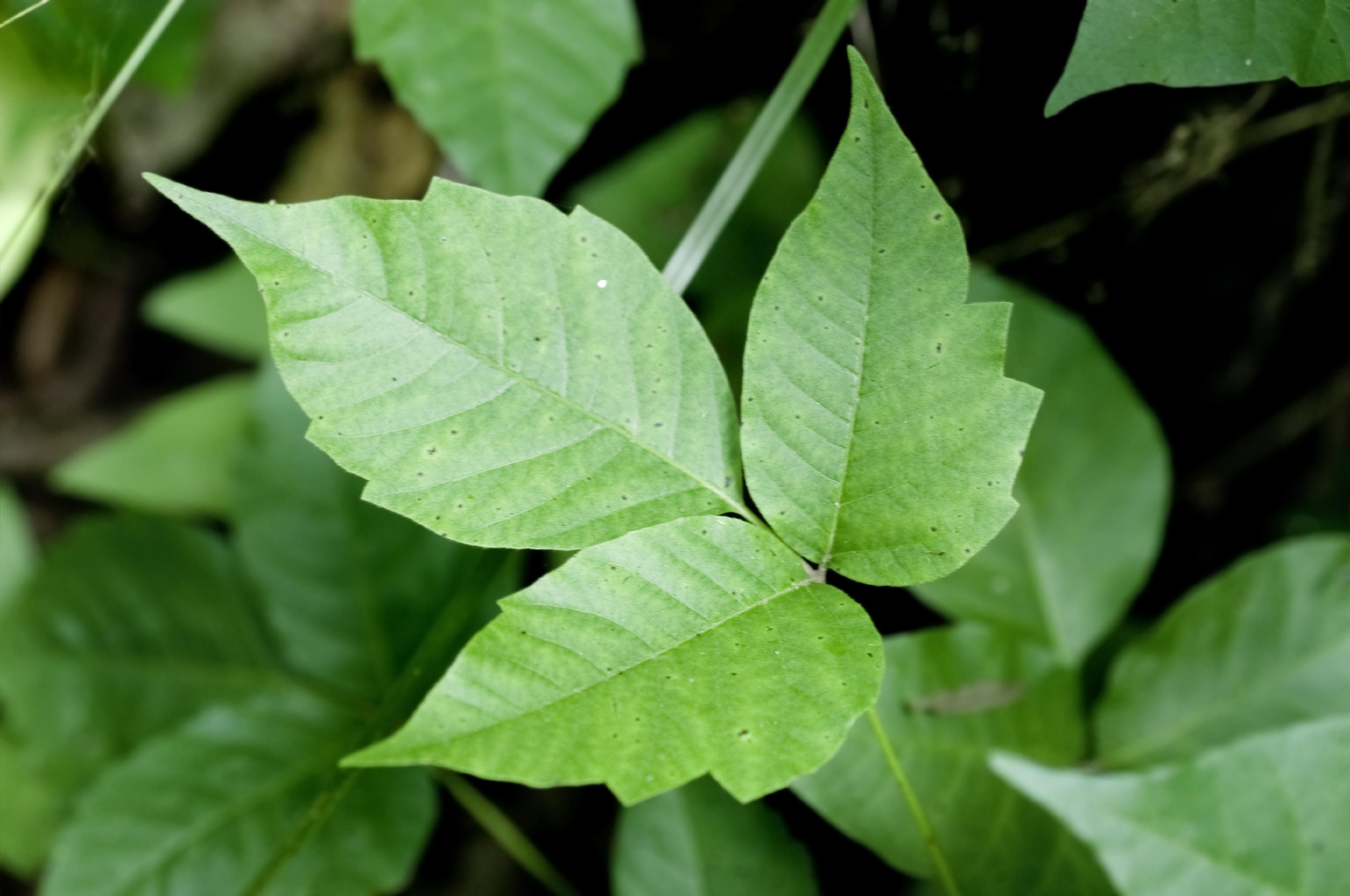 poison ivy plant images