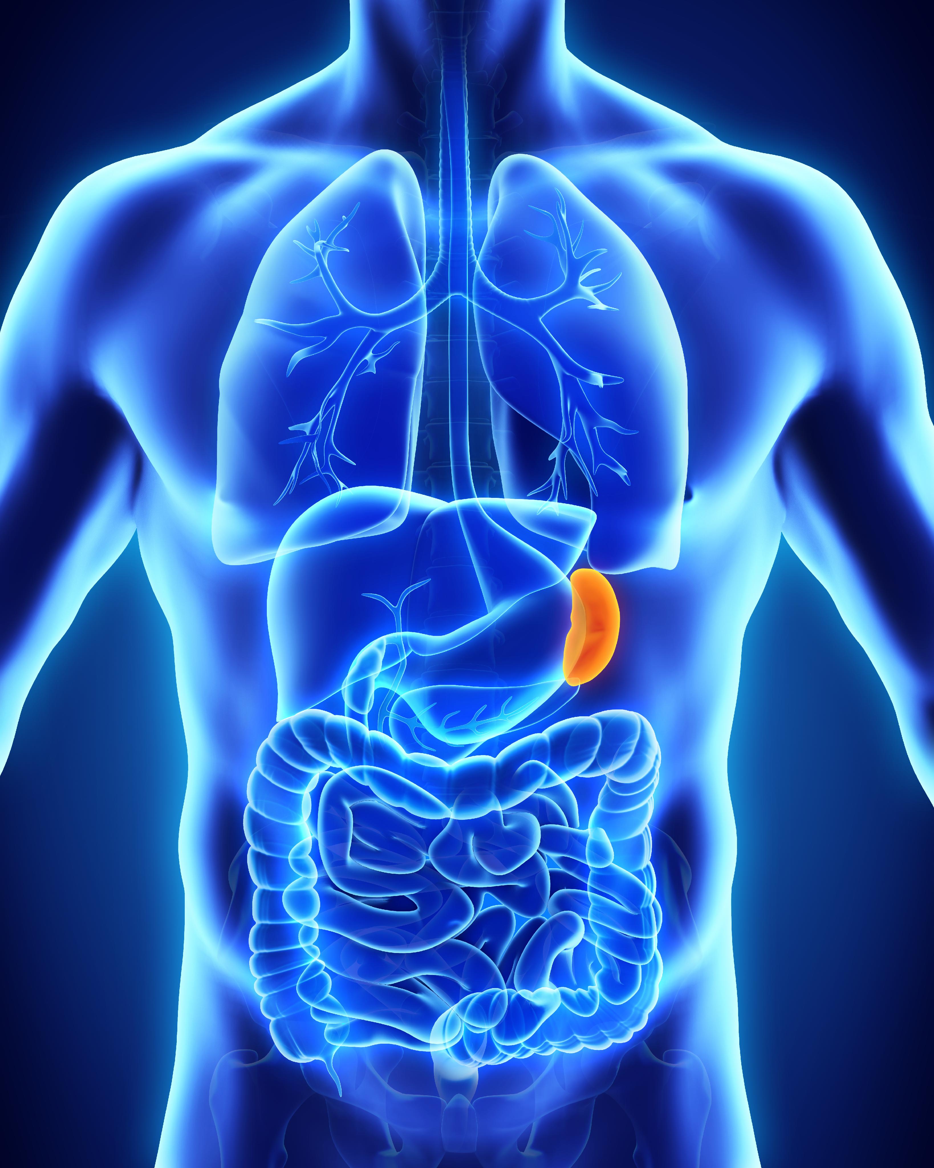 pancreas umano normale