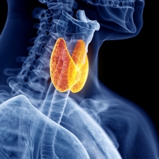 Enfermedades de la tiroides: MedlinePlus en español
